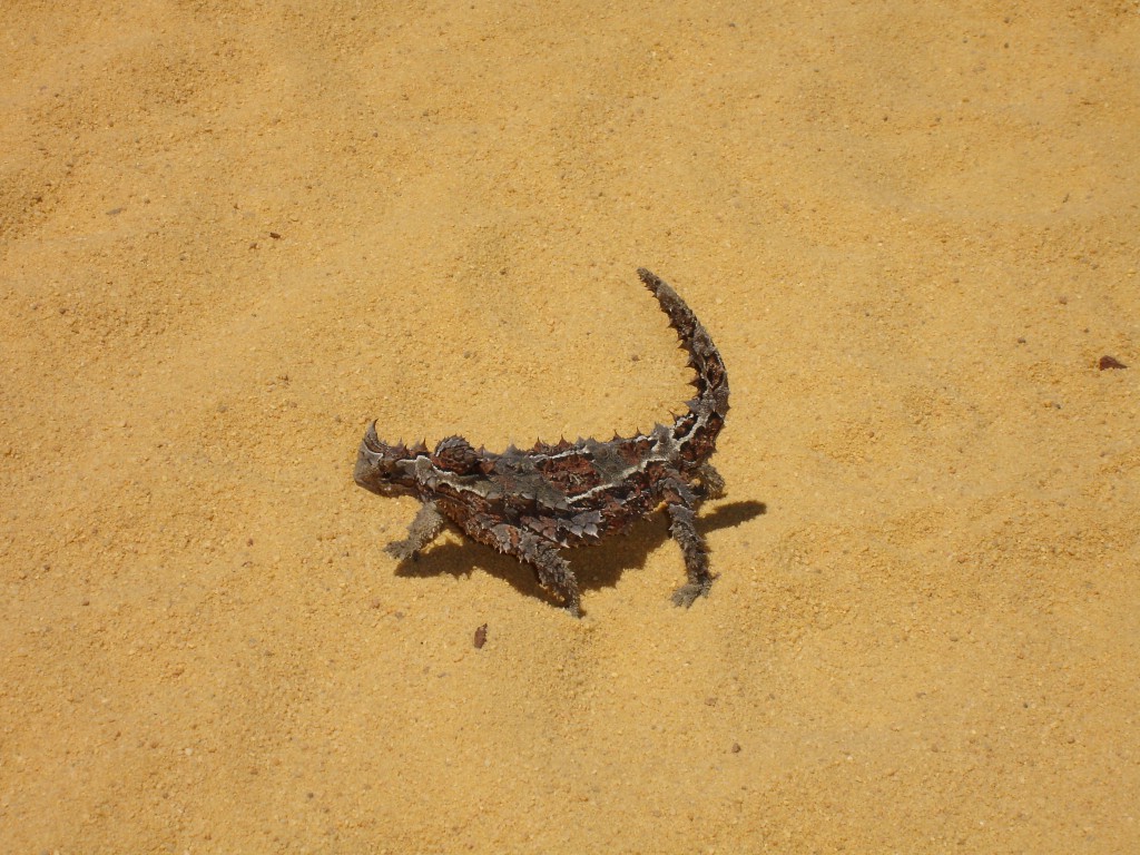 Thorny Devil on road to Nature's Window