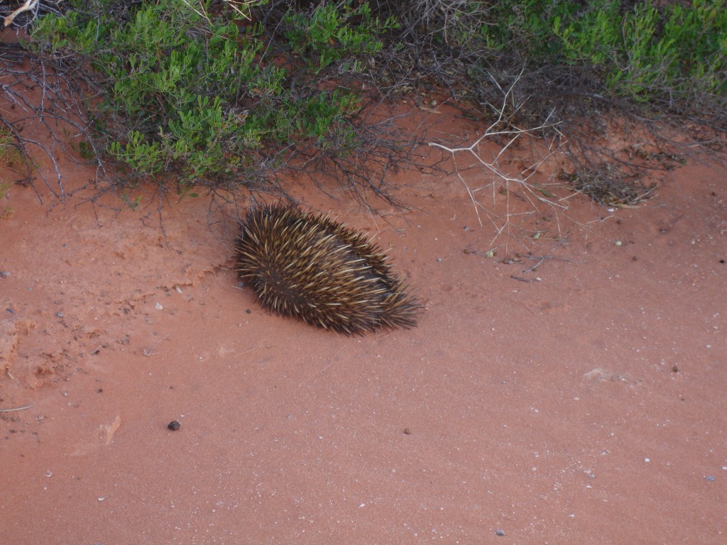 Short-beaked echidna on the road leaving Nature's Window