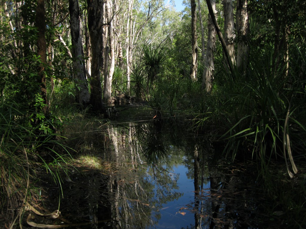Monsoon Rainforest at Barramundi Creek at Maguk