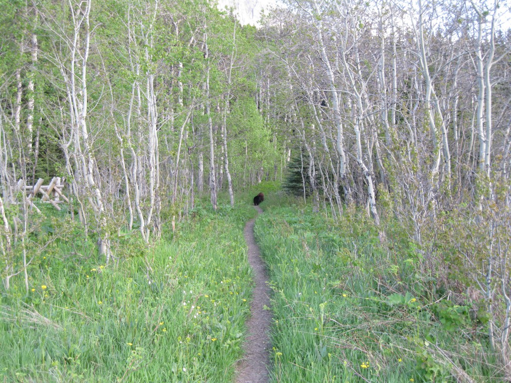 Black bears on the trail at Gable Creek