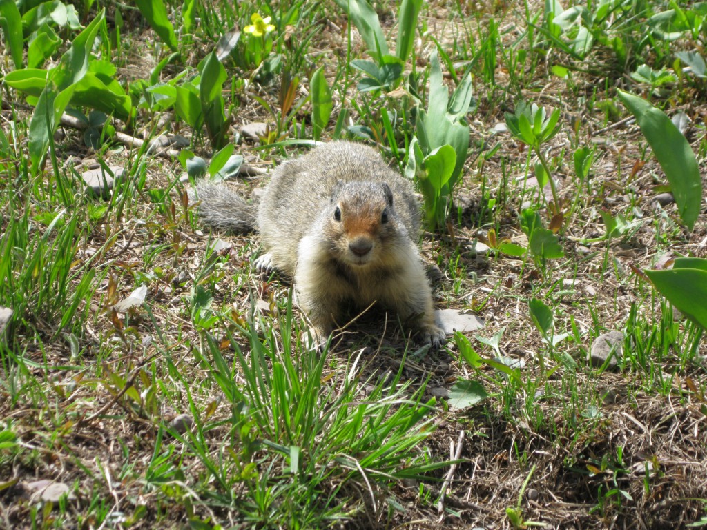 Cheeky Ground Squirrel at Elizabeth Lake