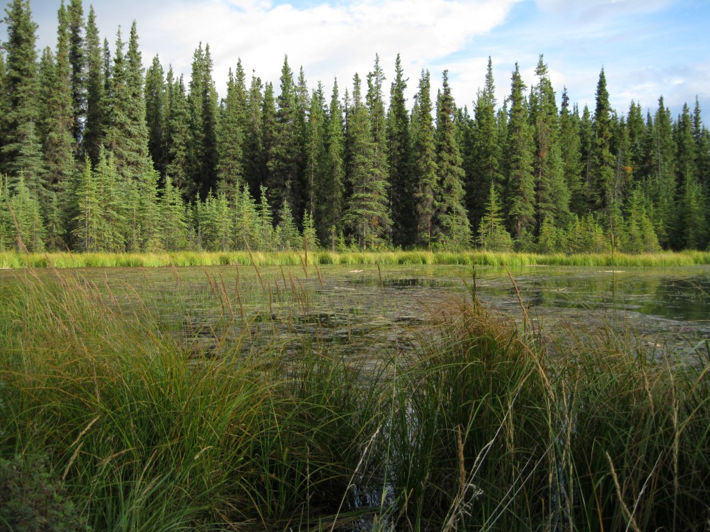 Lake on the Horseshoe Lake Trail