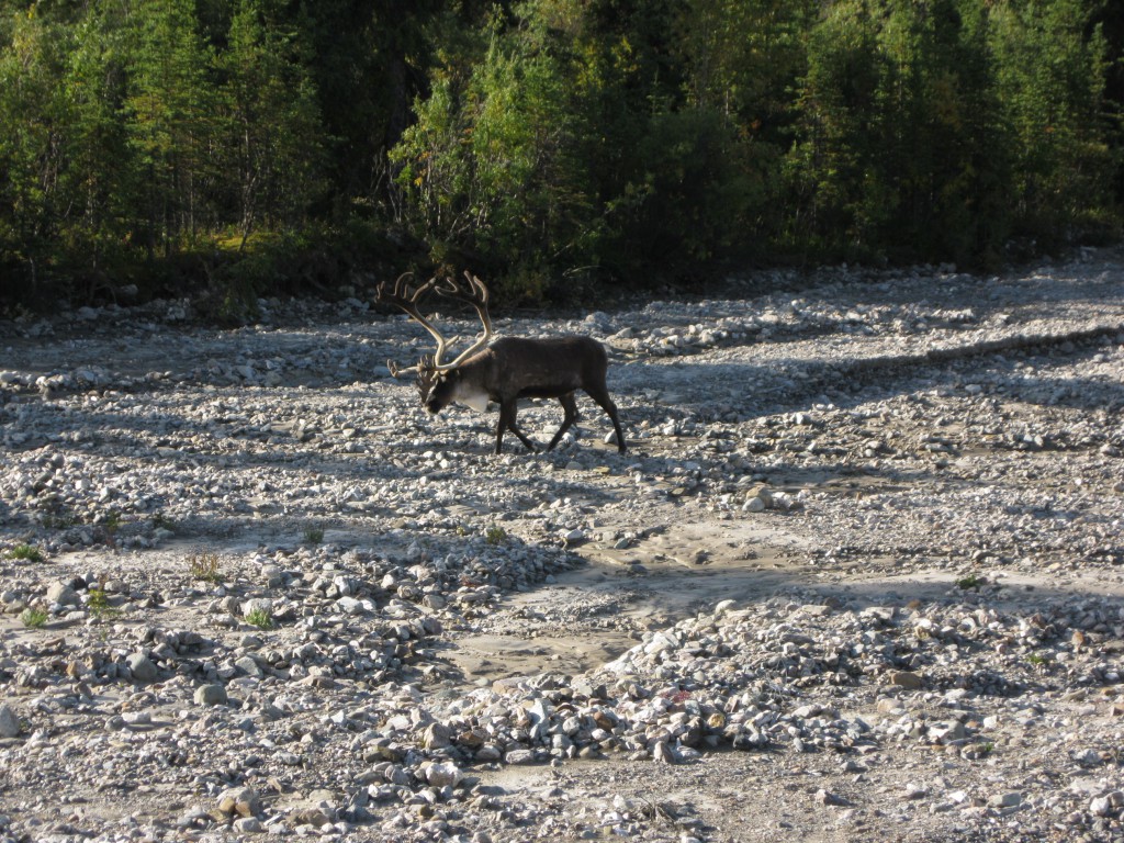 Caribou strolling around