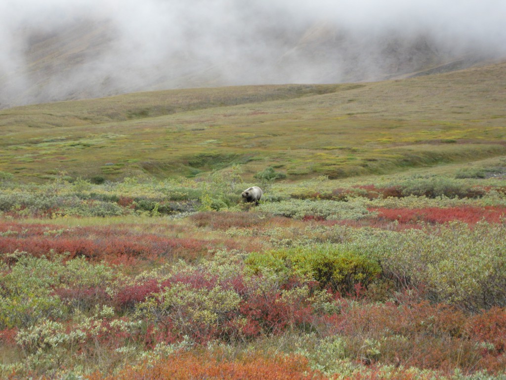 Grizzly Bear looking for lunch