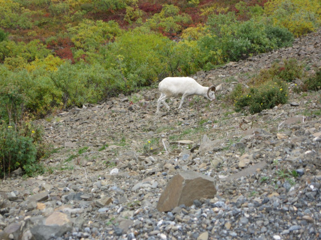 Dall Sheep