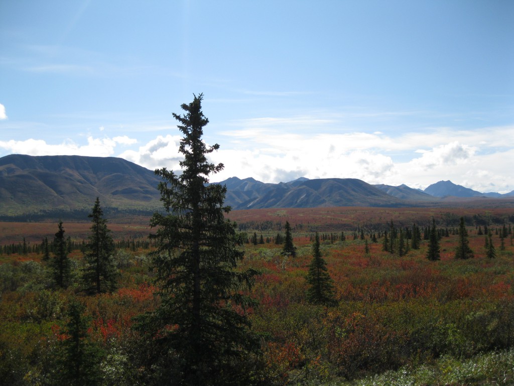 The Alaska Range at the foot Thorofare Ridge