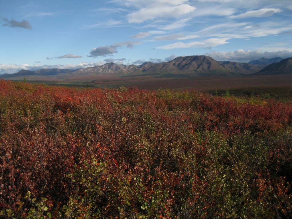 View of the Alaska Range just below Thorofare Ridge