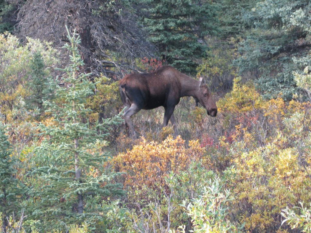 Moose strolling around in the woods