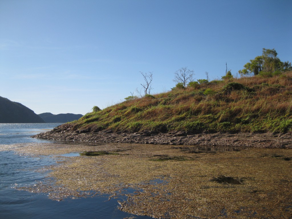 Vegetation at one of the Islands