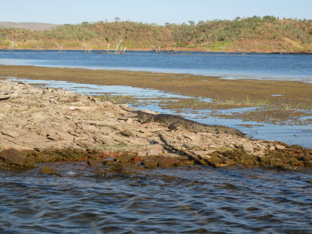 Fresh Water Crocodile Sunbaking on the Banks of an Island