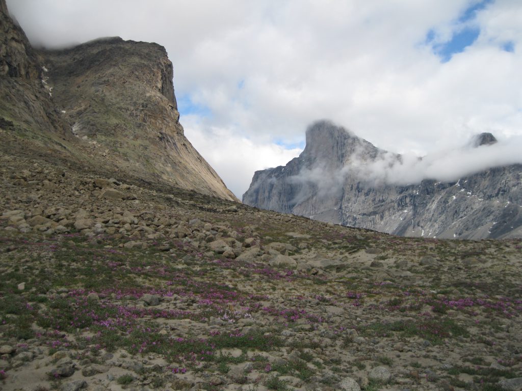 Mount Thor and Dwarf Fireweed