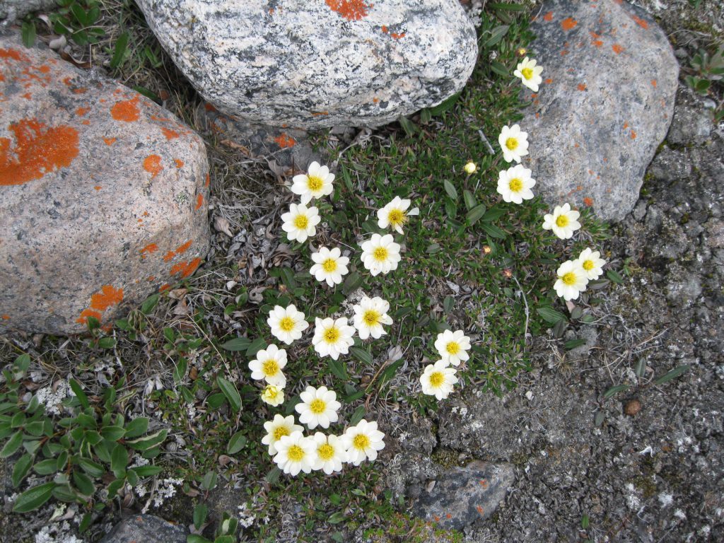 Mountain Avens and Boulders with Lichen at Summit Lake