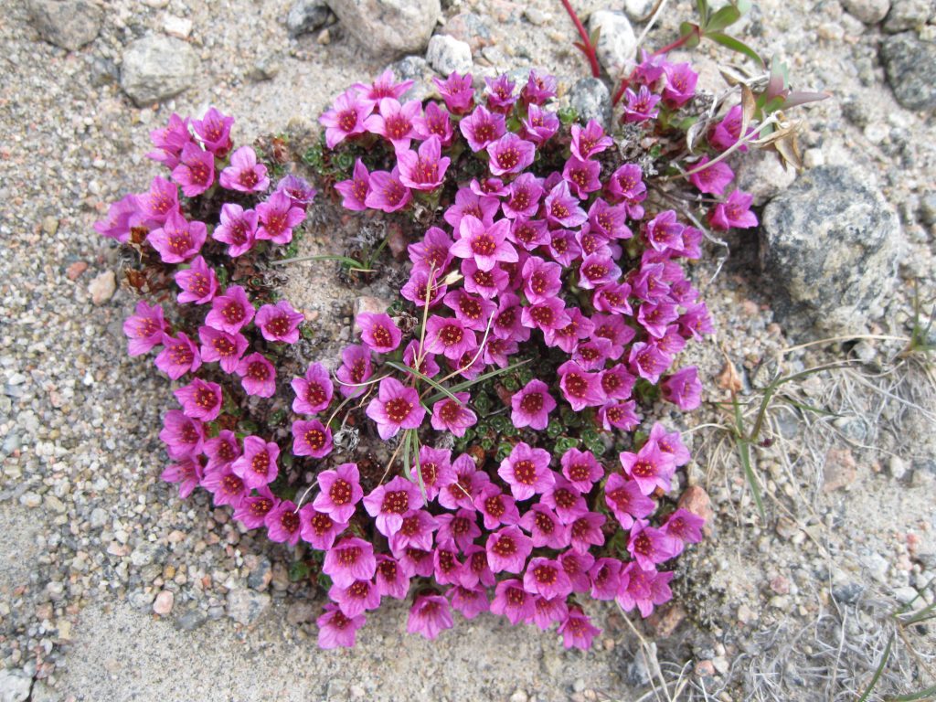 Purple Saxifrage at Summit Lake