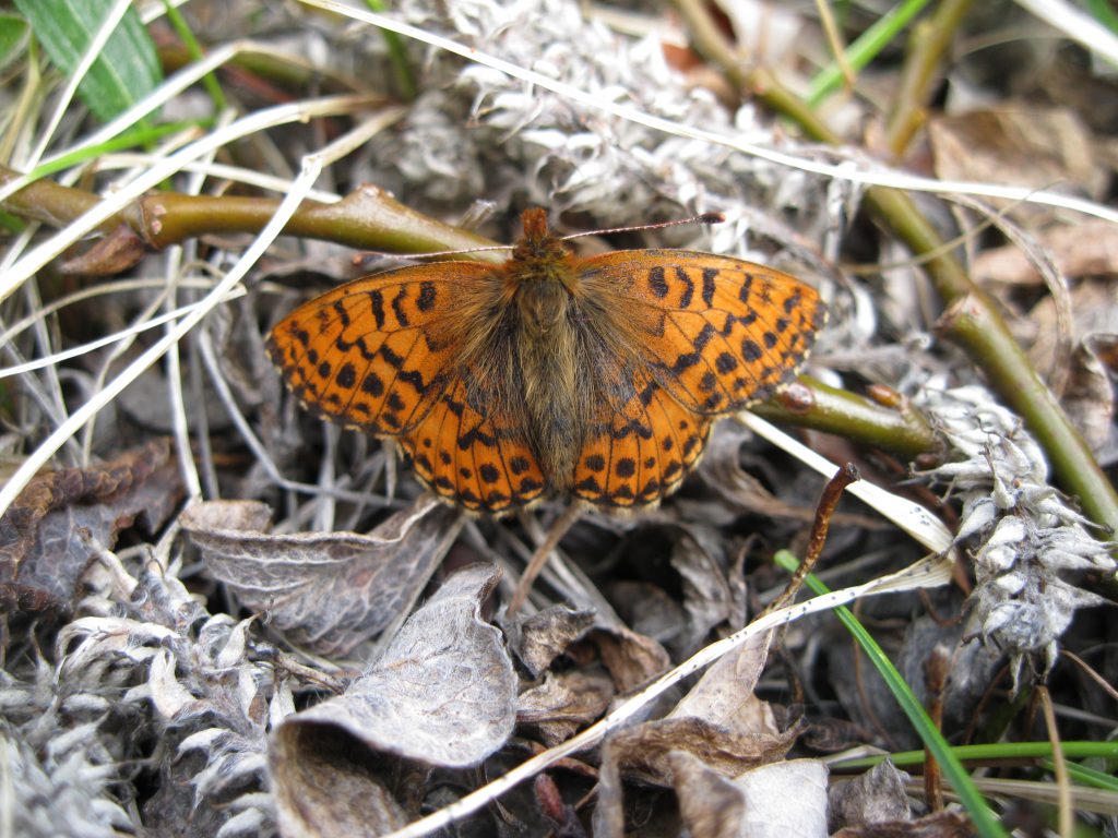 Arctic Fritillary