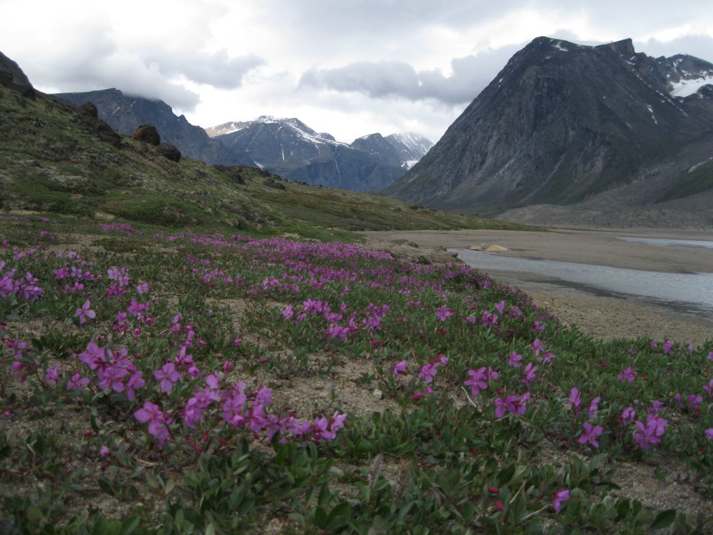 Dwarf Fireweed in Aksayuk Pass