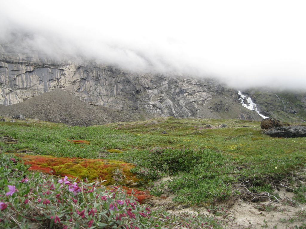 Schwarzenbach Falls in the mist fronted by Dwarf Fireweed and Red & Green Moss