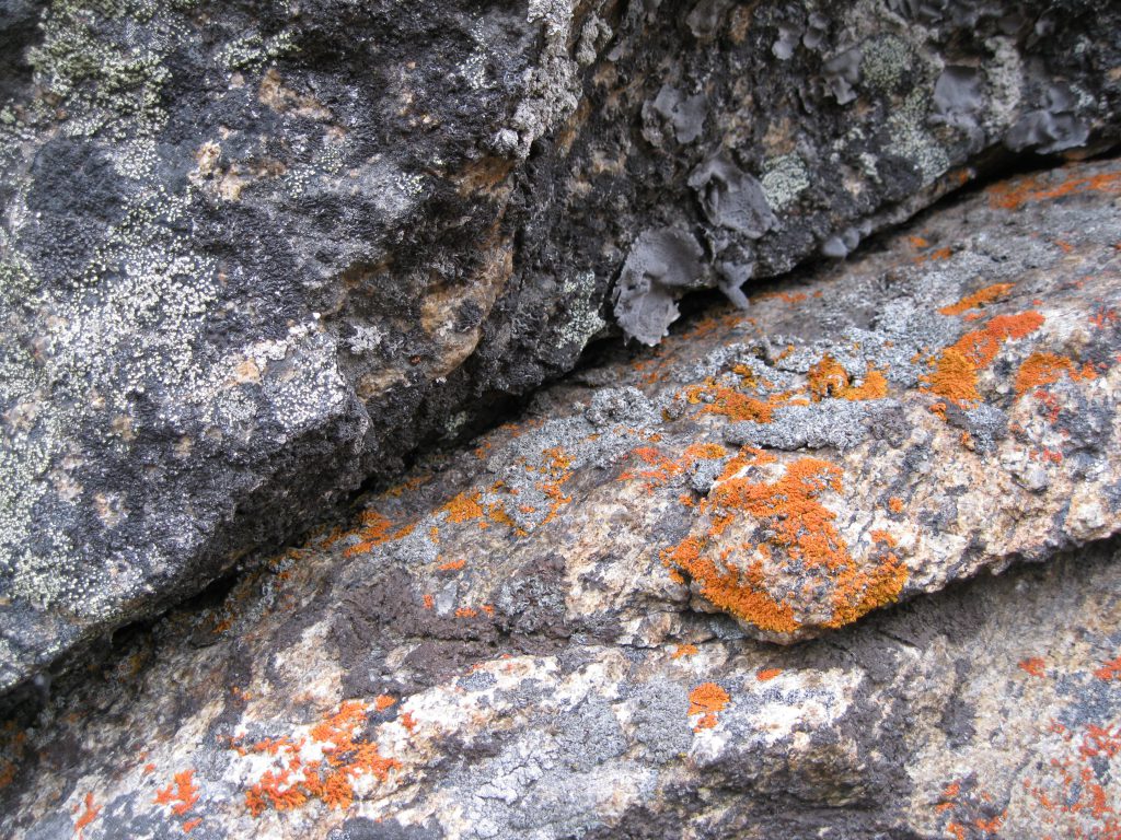 Lichen on the Rocks at "The Crib"