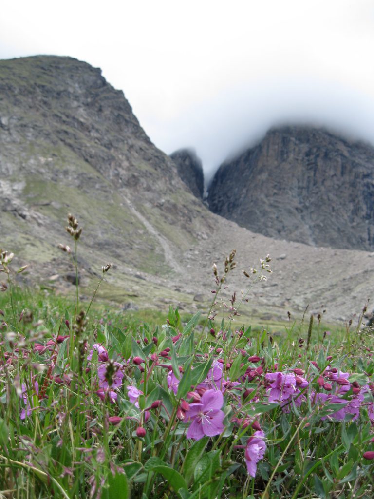 Dwarf Fireweed with peaks at Windy Lake as the backdrop